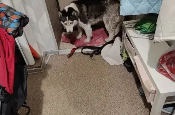 Объявления о пропавших и найденных животных, Челябинск, фото: Хаски найдена на Сталеваров, 47А, Челябинск