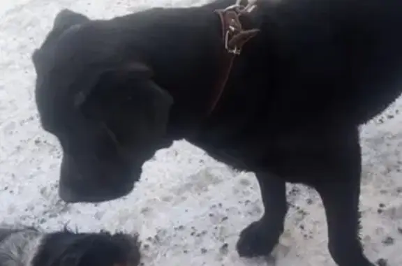 Найденные животные Томск, фото: Лабрадор найден, ул. Суворова, Томск