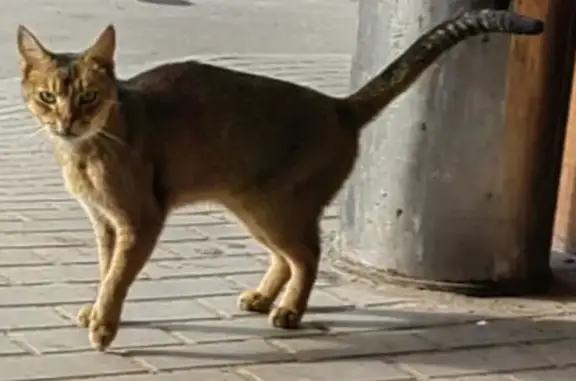Кошка найдена, ул. Подольских Курсантов 12