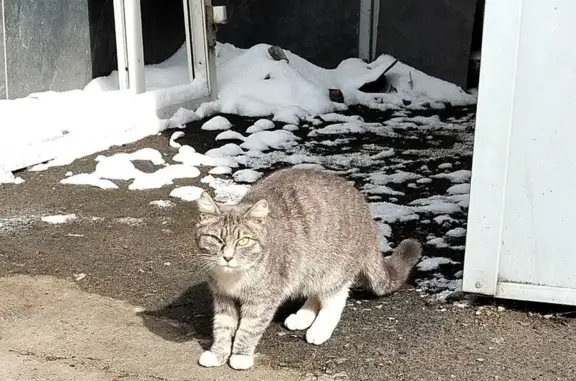 Кошка найдена у гастрохолла, Белинского 62