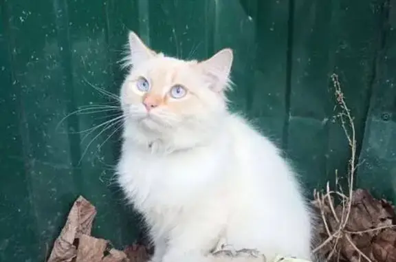 Найдена кошка, Белгород, фото: Кошка найдена на ул. Макаренко, 5А