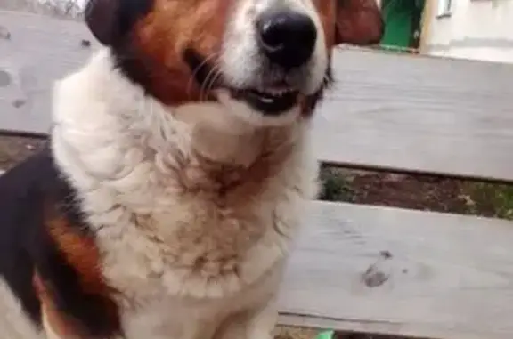 Собака на пл. Минина, Нижний Новгород