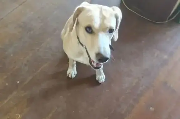 Собака найдена: ул. Маршала Конева, 1/3