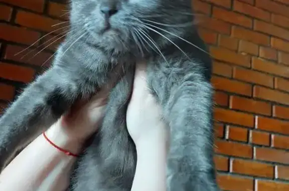 Кошка найдена, Томск, Тверская 17/1