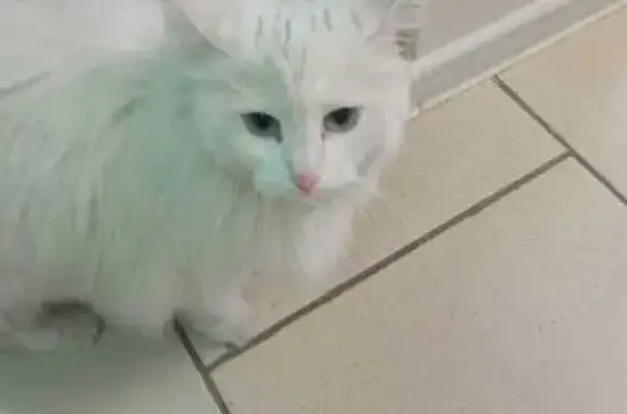 Найдена кошка, Тольятти, фото: Кошка найдена: Ленина, 22, Тольятти