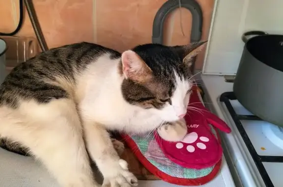Кошка найдена: ул. Куконковых, 150, Иваново