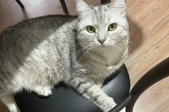 Пропала кошка, 6-я Загородная, 1А