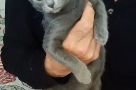 Пропала кошка, Аллейная 9А, Кемерово