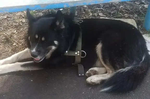 Найдена собака, Иваново, фото: Собака найдена: пр. Текстильщиков, 8, Иваново