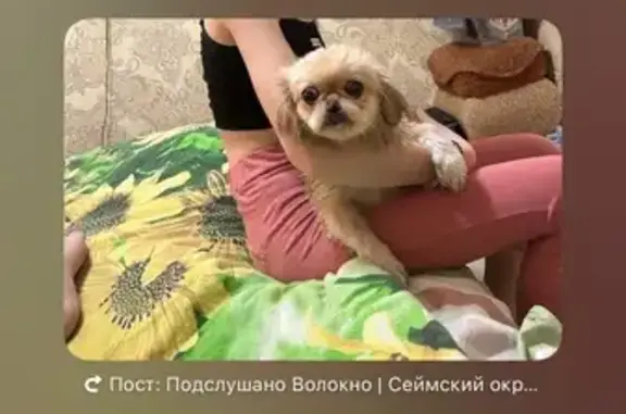 Собака найдена на Трубной, 20, Курск