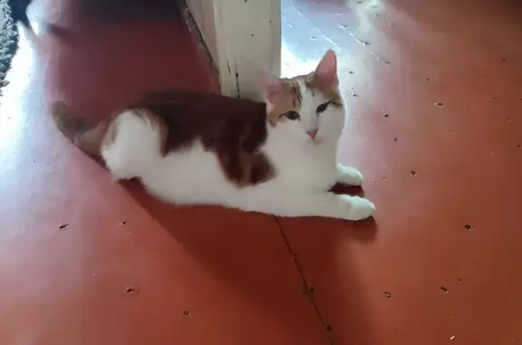 Найдена кошка, Астрахань, фото: Кошка найдена на Немова 20, Астрахань