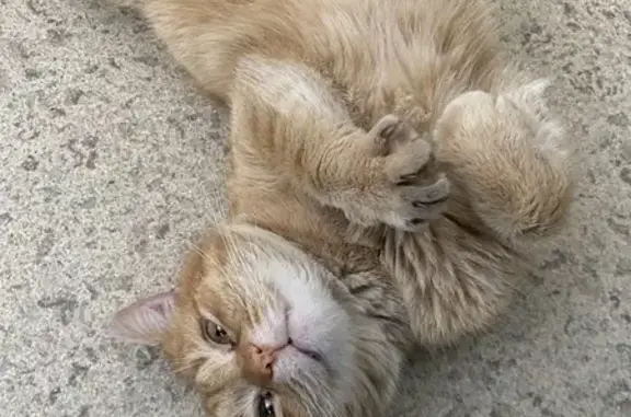 Кот найден на Полиграфической 27/97