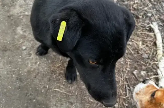 Собака найдена на ул. Головницкого, 6