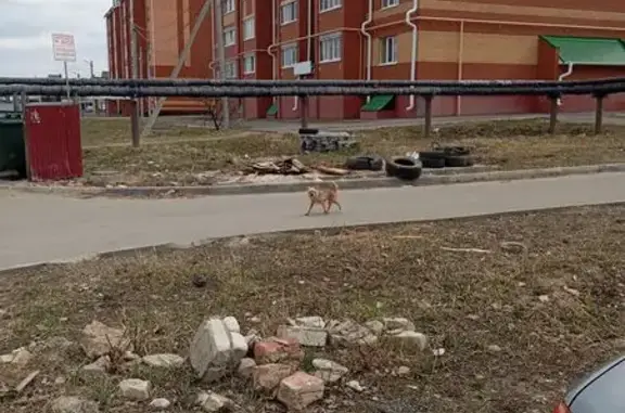 Найдена собака, , фото: Собака найдена: ул. Черепанова, 10