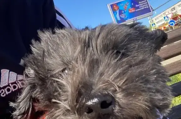 Найдена собака, Невинномысск, фото: Собака найдена: Революционная ул., Невинномысск