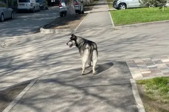Найдена собака на ул. Зорге, Ростов-на-Дону