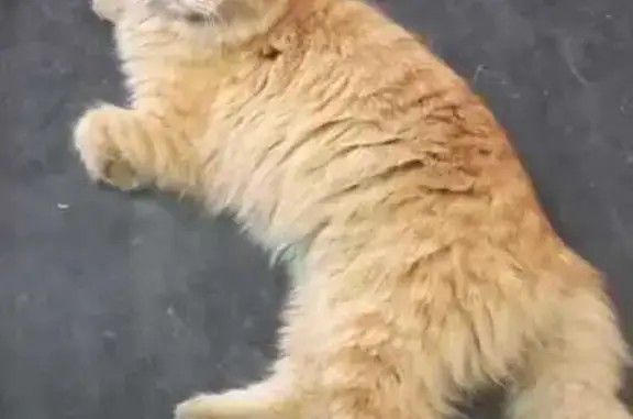 Кошка найдена: ул. Монтажников, 20, Екб