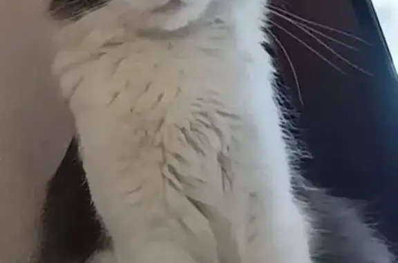 Кошки потеряшки, Таганрог, фото: Потеряшка кошка, Донской пер., 19, Таганрог