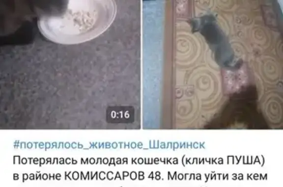 Потерянные животные Шадринск, фото: Пропала кошка, Комиссаров 48, Шадринск