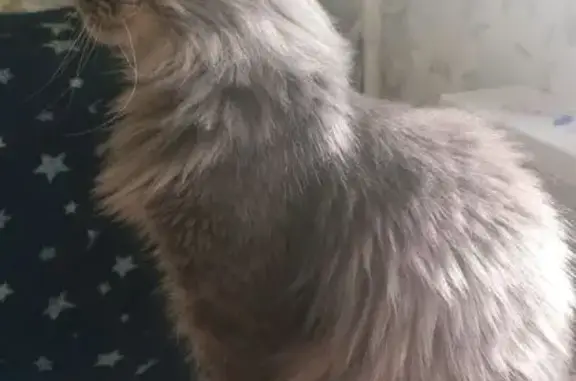 Кошки потеряшки, Вологда, фото: Потеряшка кошка, ул. Возрождения, 74