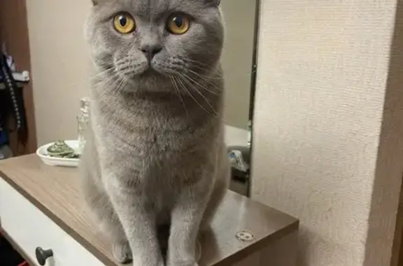 Кошки потеряшки, Петрозаводск, фото: Кошка пропала, ул. Птицефабрика, 38