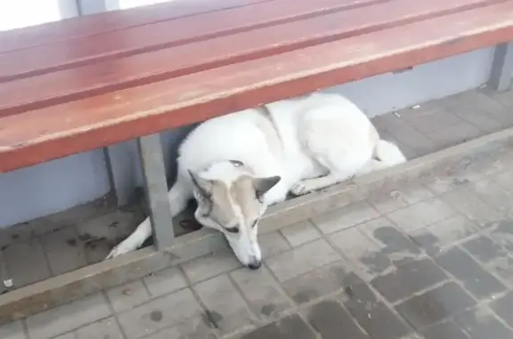 Собака найдена на ул. Бархатовой, Омск