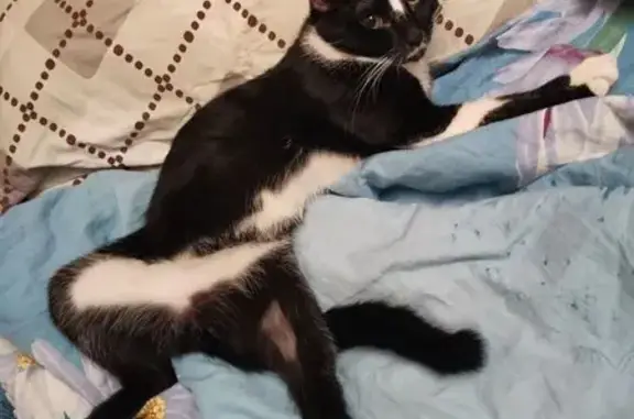 Кошки потеряшки, Великий Новгород, фото: Потеряшка кошка, пр. Мира 28 к1, Вел. Новгород