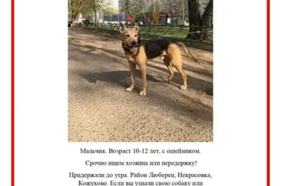 Найден пёс, Покровская ул., Москва