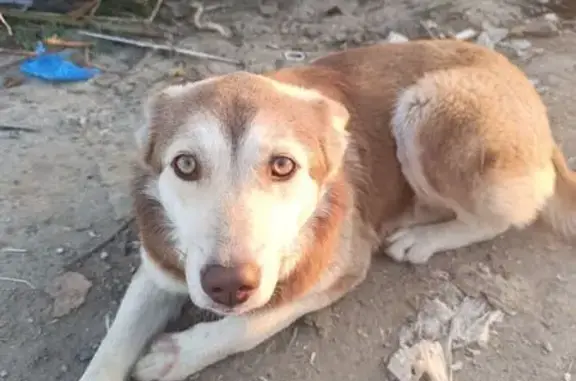 Найдена собака, Луговая ул., Карагали