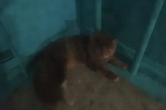 Найдена кошка на ул. Жукова, Челябинск