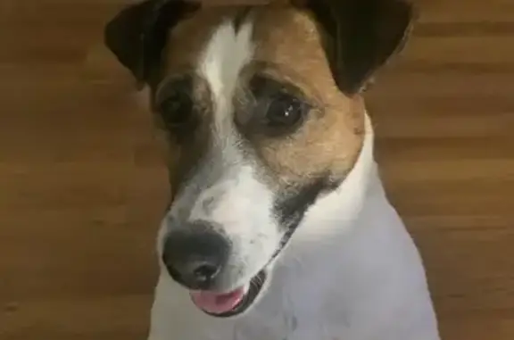 Найдена собака, Адлер, Изумрудная 32