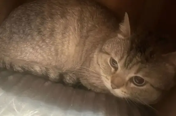 Найдена кошка, , фото: Найдена кошка, ул. Маркова 91/12, Армавир