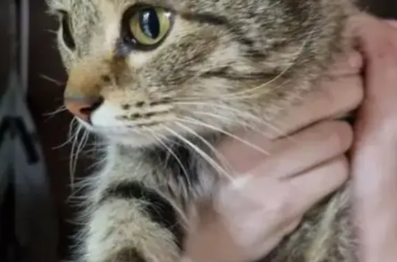 Кошка найдена: ул. Конева, 10, Киров