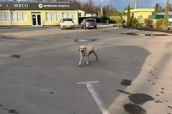 Найдена собака, Московская область, фото: Лабрадор найден в селе Рождествено