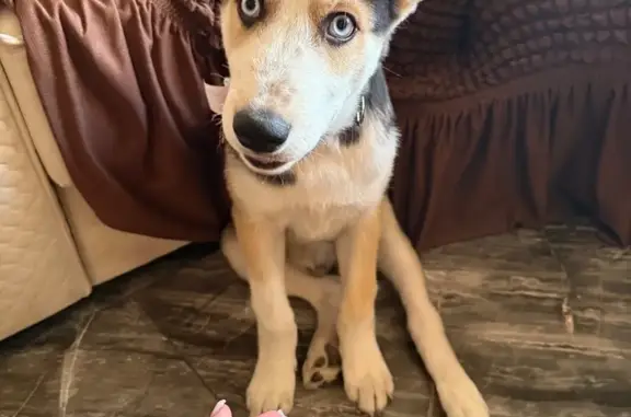 Собака найдена: 1-й Романтичный пр., Саратов