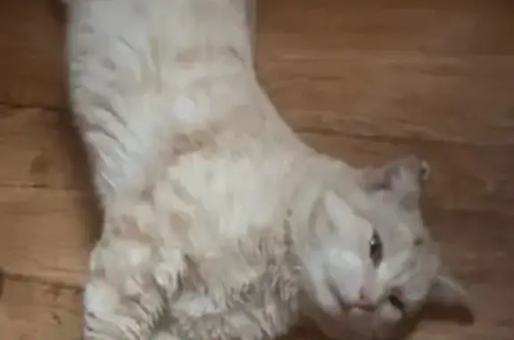 Пропала кошка, Лесная ул., Горьковка