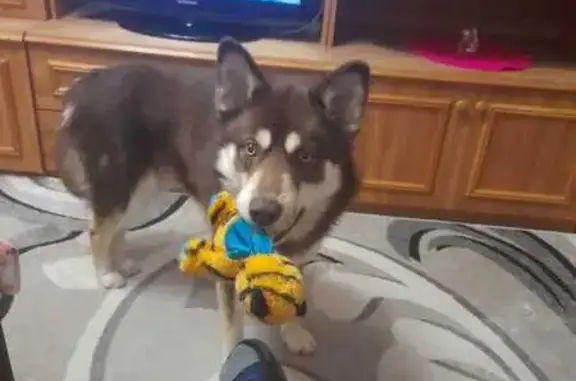 Собаки потеряшки, , фото: Потеряшка собака, Лавровское, 17Н-62