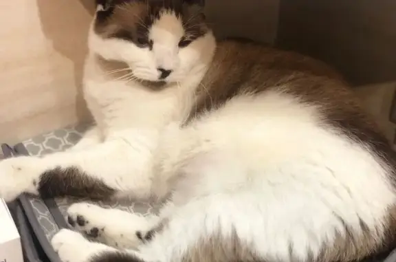 Кошки потеряшки, Москва, фото: Потеряшка кошка, Лялин переулок, 14с1