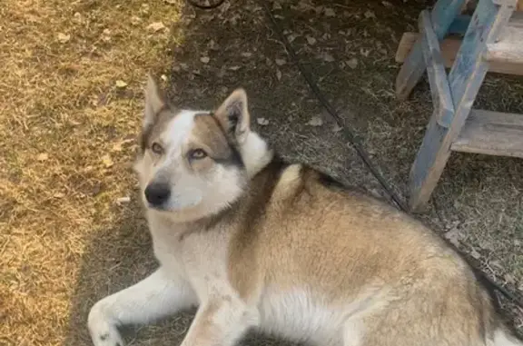 Найдена собака, Павлово-Посадский городской округ, фото: Кобель найден в Васютино, Павловский Посад