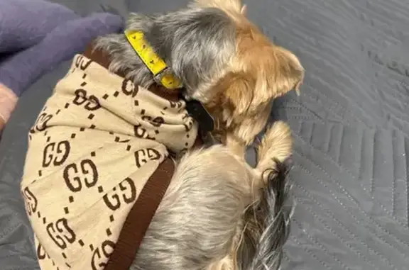 Найдена собака, Сочи, фото: Найдена собака, ул. Ленина, Сочи