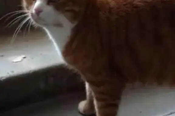 Кошки потеряшки, Новосибирск, фото: Потеряшка кошка, Новогодняя ул., 40, НСК