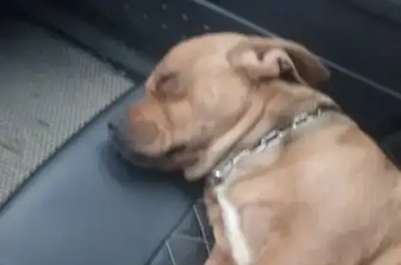 Собаки потеряшки, Ставрополь, фото: Потеряшка собака, Спутник-5, 370, Ставрополь