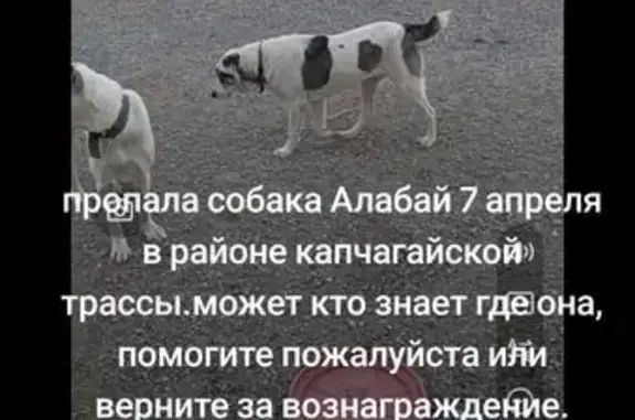 Пропала собака в Алматинской области