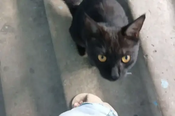 Найдена кошка, Южно-Сахалинск, фото: Кот найден: ул. Есенина 3/1, Южно-Сахалинск