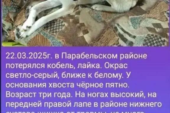 Пропала собака в Нарымском с/п, Томская обл.