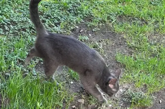 Найдена кошка, ул. Шестака 19, Псков