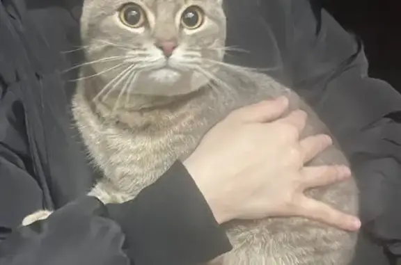 Найденные животные Томск, фото: Кошка найдена: ул. Говорова 48, Томск