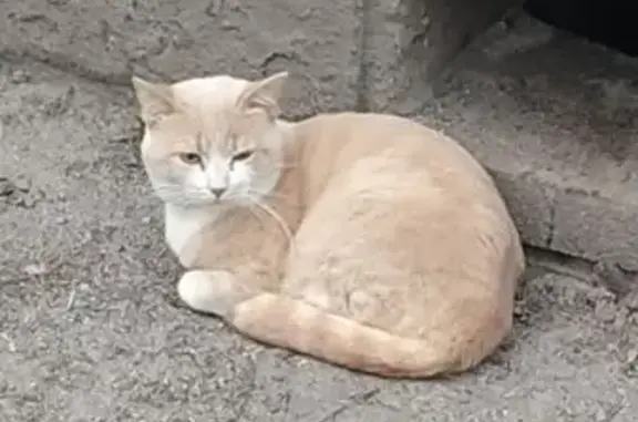 Найдена кошка, Тепличный, Вологда 8А