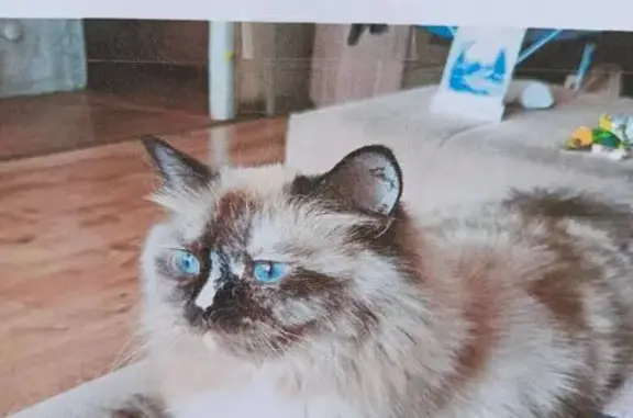 Кошки потеряшки, Каменск-Уральский, фото: Потеряшка кошка, пр. Победы 62, Каменск