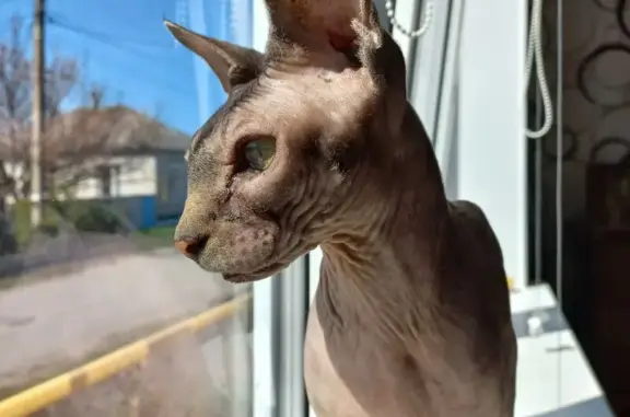 Объявления о пропавших и найденных животных, Лиски, фото: Найдена кошка Сфинкс, пер. 40 лет Октября, Лиски